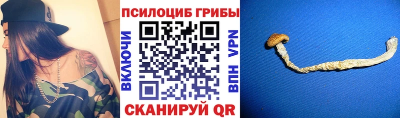 Псилоцибиновые грибы Psilocybe  Сковородино 